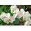 Terreau pour Orchidées UAB - Secret Vert - 6L
