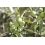 Terreau agrumes et plantes méditéranéenne - UAB - 40L