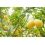 Terreau agrumes et plantes méditéranéenne - UAB - 40L