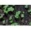 Terreau de semi UAB - Secret Vert - sac de 20L
