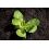 Terreau de semi UAB - Secret Vert - sac de 20L