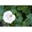 Terreau pour plantes aquatiques UAB - Secret Vert - Sac de 20L