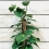 Support naturel - Tuteur en coco - 100cm - GARLAND