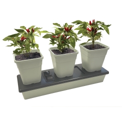 Jardinière Trio Grow à arrosage automatique – Garland 