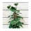 Support naturel - Tuteur en coco - 60cm - GARLAND