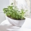 Indicateur d'arrosage pour plantes SUSTEE - Blanc - taille S