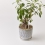 Indicateur d'arrosage pour plantes SUSTEE - Blanc - taille S