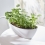 Indicateur d'arrosage pour plantes SUSTEE - Vert - taille S