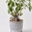 Indicateur d'arrosage pour plantes SUSTEE - Noir - taille M