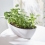 Indicateur d'arrosage pour plantes SUSTEE - Noir - taille M