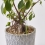 Indicateur d'arrosage pour plantes SUSTEE - Vert - taille L
