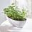 Indicateur d'arrosage pour plantes SUSTEE - Vert - taille L