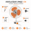 Ventilateur Clip Fan 2 vitesses d'une puissance de 15W
