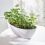 Indicateur d'arrosage pour plantes SUSTEE - Noir - taille L