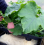 OXYPOT 4 PLANTES - COMPLET