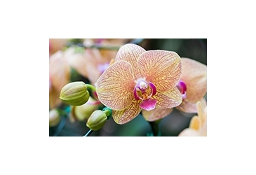 Catégorie Bourgeons plus gros