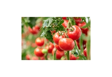 Catégorie Amélioration du goût