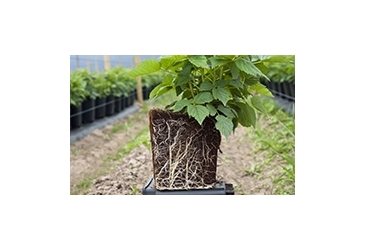 Catégorie Expanseurs de masse racinaire