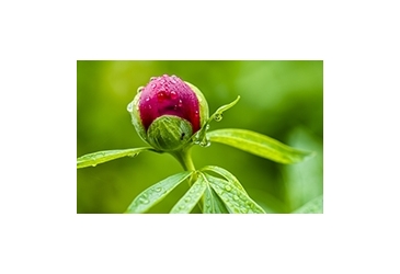 Catégorie Puissance des bourgeons et fortifiants pour tiges